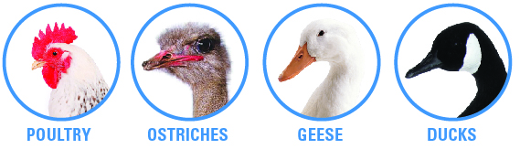 birds